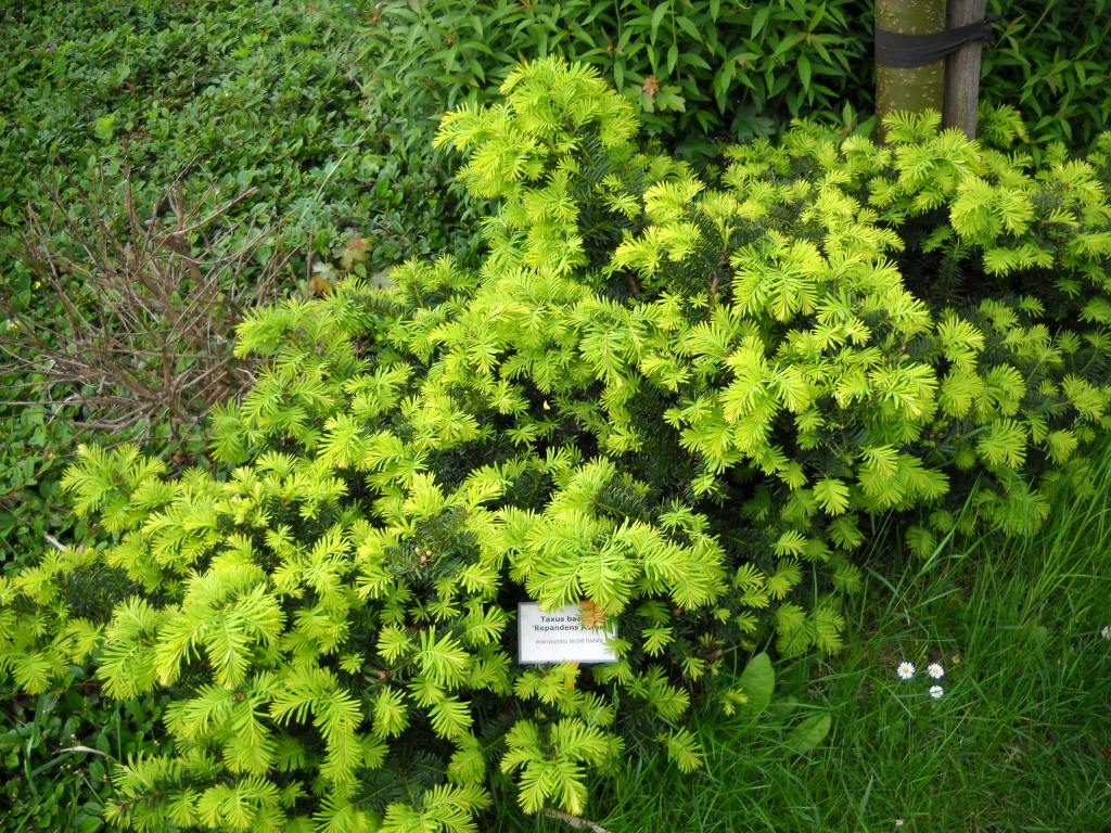 yew,european yew,taxus,common yew,سرخه دار،سوختال،سیردار